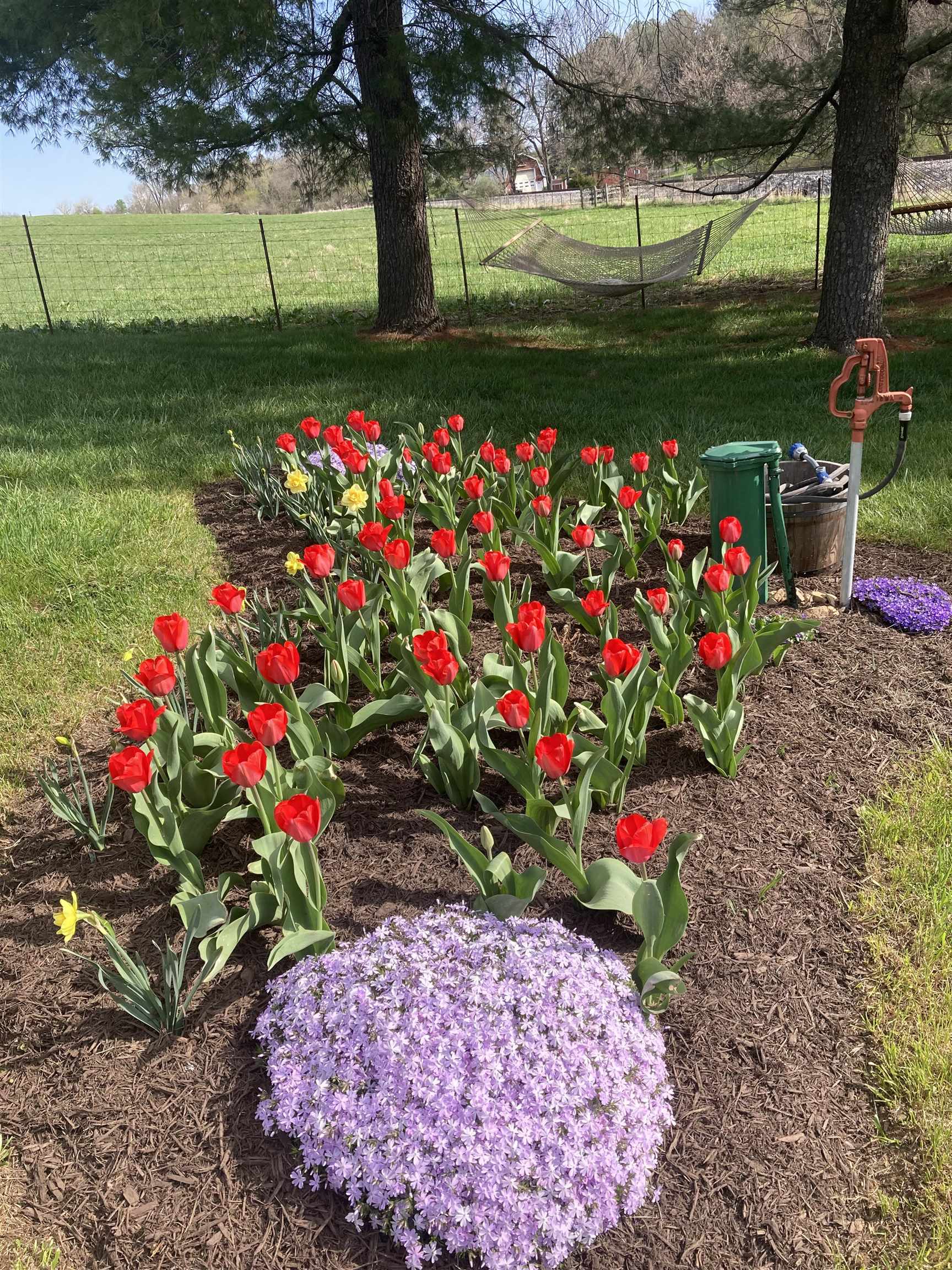 Tulip garden.