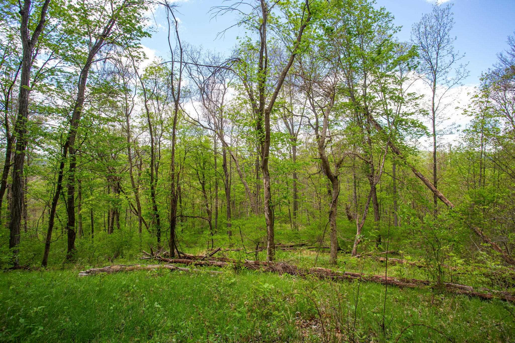 0 CHURCH MOUNTAIN LN, FULKS RUN, Virginia 22830, ,Land,0 CHURCH MOUNTAIN LN,676684 MLS # 676684