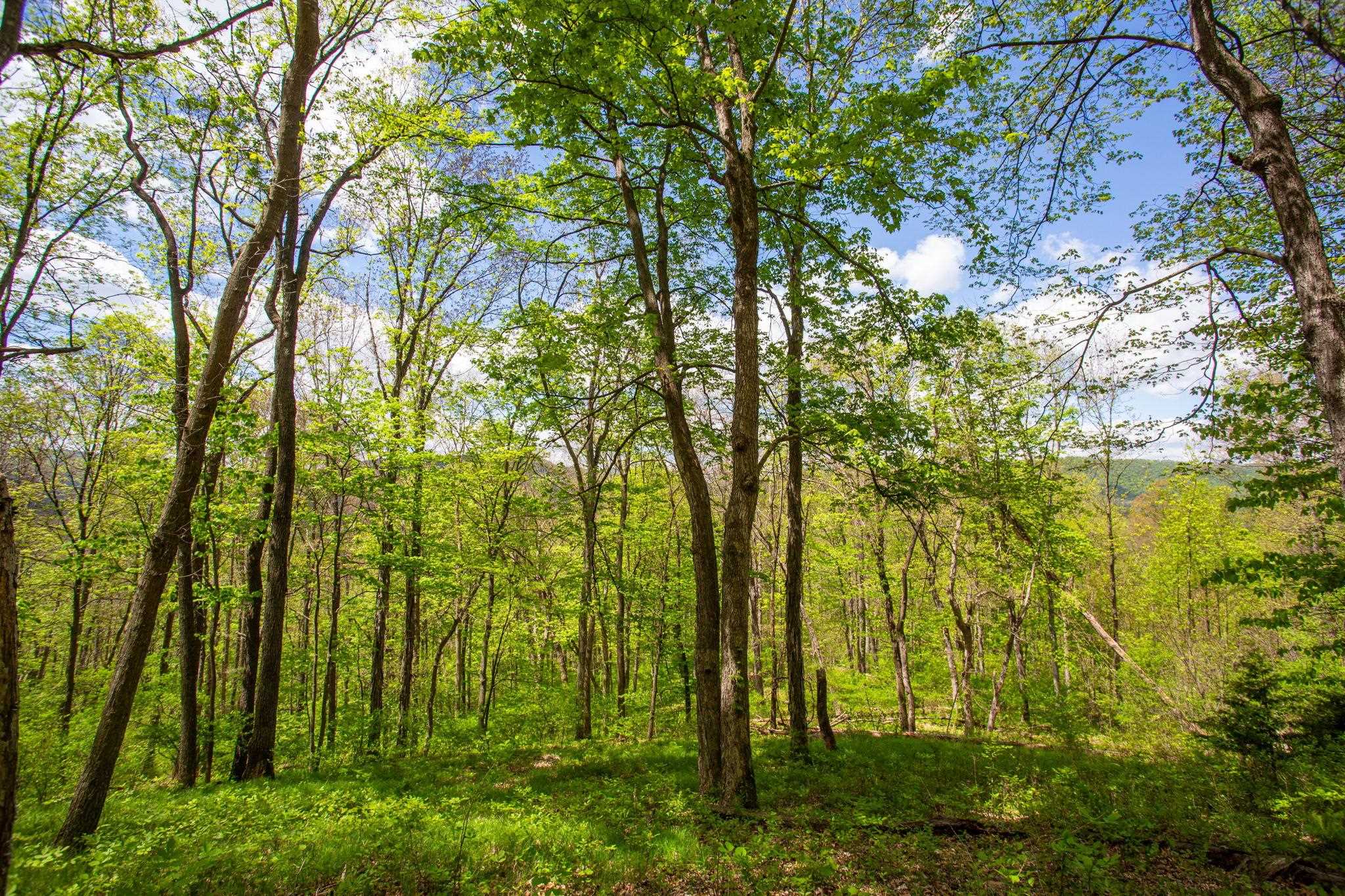 0 CHURCH MOUNTAIN LN, FULKS RUN, Virginia 22830, ,Land,0 CHURCH MOUNTAIN LN,676684 MLS # 676684