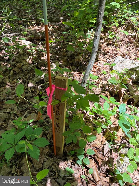 BEYLORS FERRY, RILEYVILLE, Virginia 22650, ,Land,BEYLORS FERRY,VAPA2006370 MLS # VAPA2006370