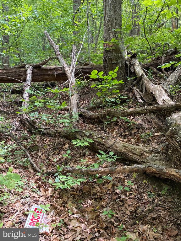 BEYLORS FERRY, RILEYVILLE, Virginia 22650, ,Land,BEYLORS FERRY,VAPA2006370 MLS # VAPA2006370