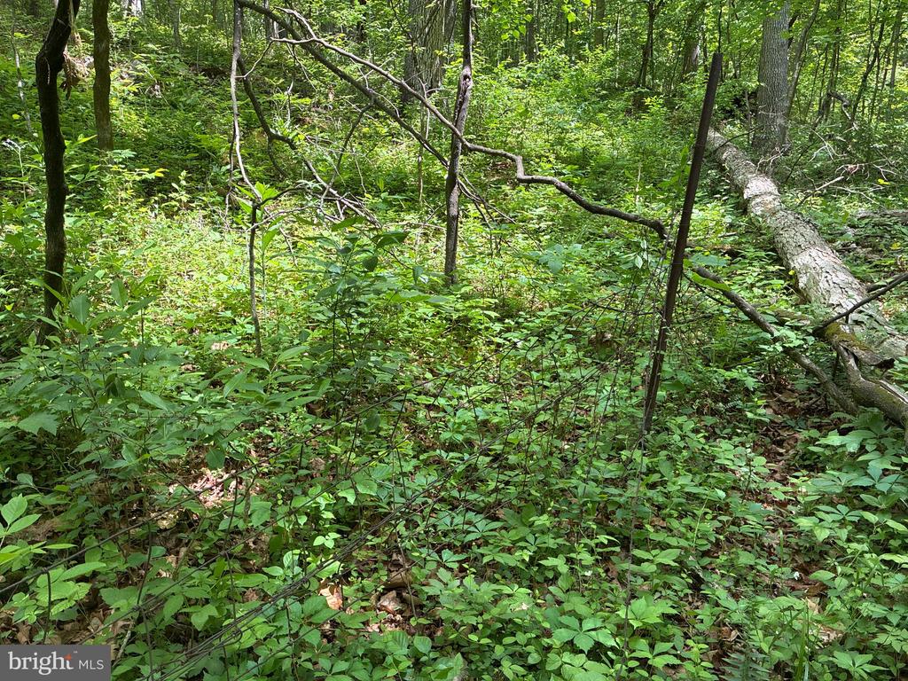 BEYLORS FERRY, RILEYVILLE, Virginia 22650, ,Land,BEYLORS FERRY,VAPA2006370 MLS # VAPA2006370