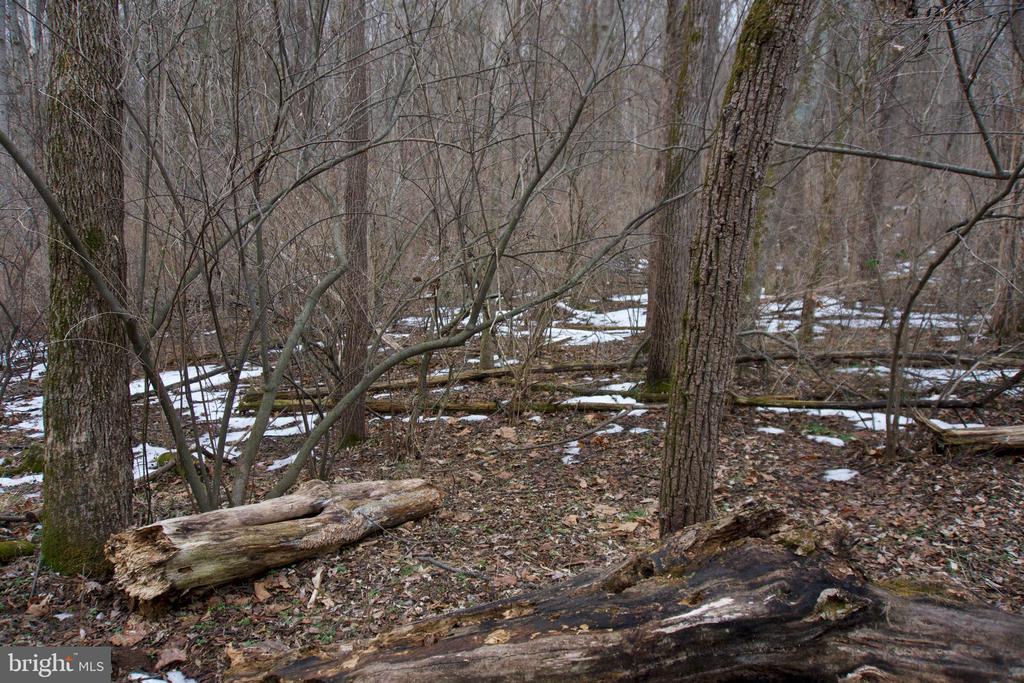 BEYLORS FERRY, RILEYVILLE, Virginia 22650, ,Land,BEYLORS FERRY,VAPA2006370 MLS # VAPA2006370