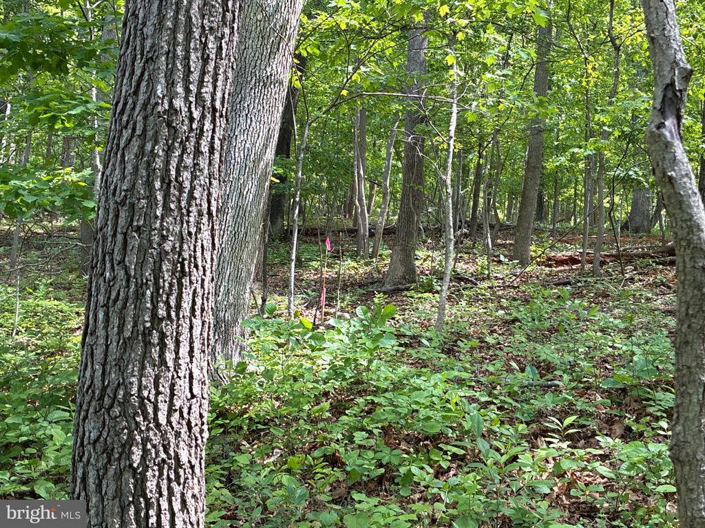 BEYLORS FERRY, RILEYVILLE, Virginia 22650, ,Land,BEYLORS FERRY,VAPA2006370 MLS # VAPA2006370