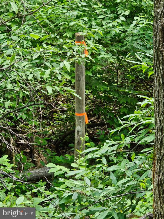 BEYLORS FERRY, RILEYVILLE, Virginia 22650, ,Land,BEYLORS FERRY,VAPA2006370 MLS # VAPA2006370