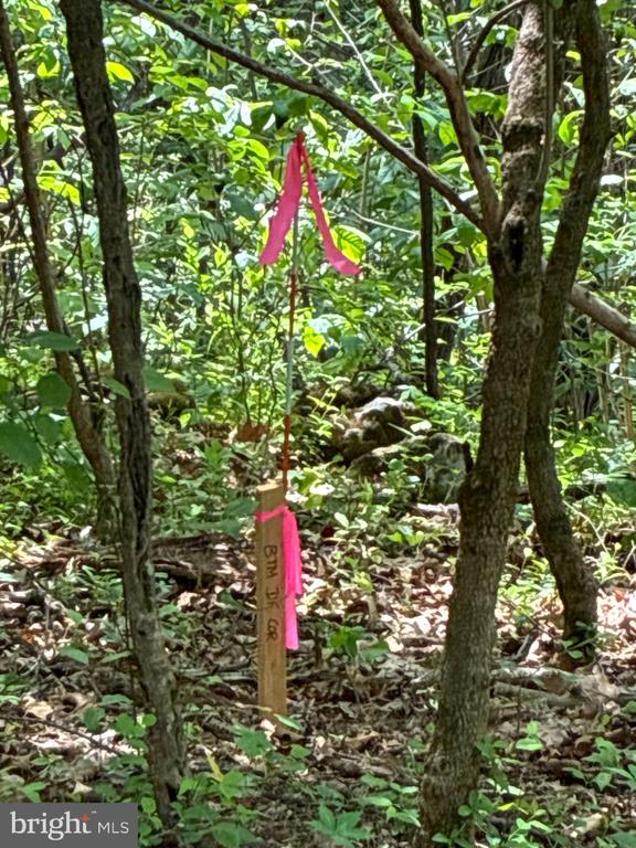 BEYLORS FERRY, RILEYVILLE, Virginia 22650, ,Land,BEYLORS FERRY,VAPA2006370 MLS # VAPA2006370
