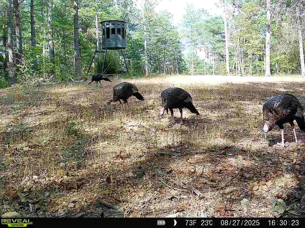 24.97 ac STRIBLING SPRINGS RD, MOUNT SOLON, Virginia 22843, ,Land,24.97 ac STRIBLING SPRINGS RD,676779 MLS # 676779