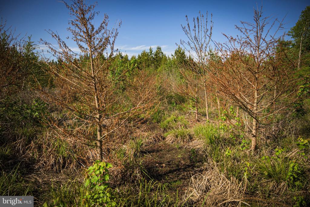 0 HARTS MILL RD, MINERAL, Virginia 23117, ,Land,0 HARTS MILL RD,VALA2009832 MLS # VALA2009832