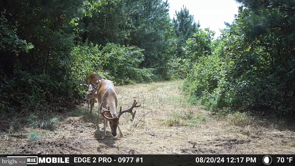 0 HARTS MILL RD, MINERAL, Virginia 23117, ,Land,0 HARTS MILL RD,VALA2009832 MLS # VALA2009832