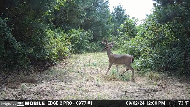 0 HARTS MILL RD, MINERAL, Virginia 23117, ,Land,0 HARTS MILL RD,VALA2009832 MLS # VALA2009832