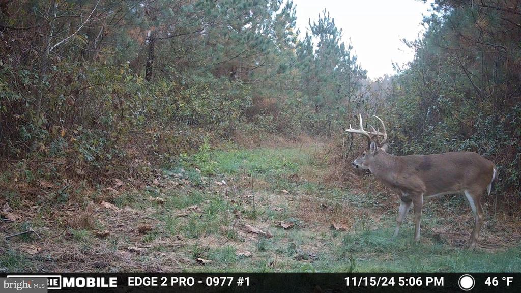 0 HARTS MILL RD, MINERAL, Virginia 23117, ,Land,0 HARTS MILL RD,VALA2009832 MLS # VALA2009832
