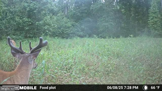 0 HARTS MILL RD, MINERAL, Virginia 23117, ,Land,0 HARTS MILL RD,VALA2009832 MLS # VALA2009832