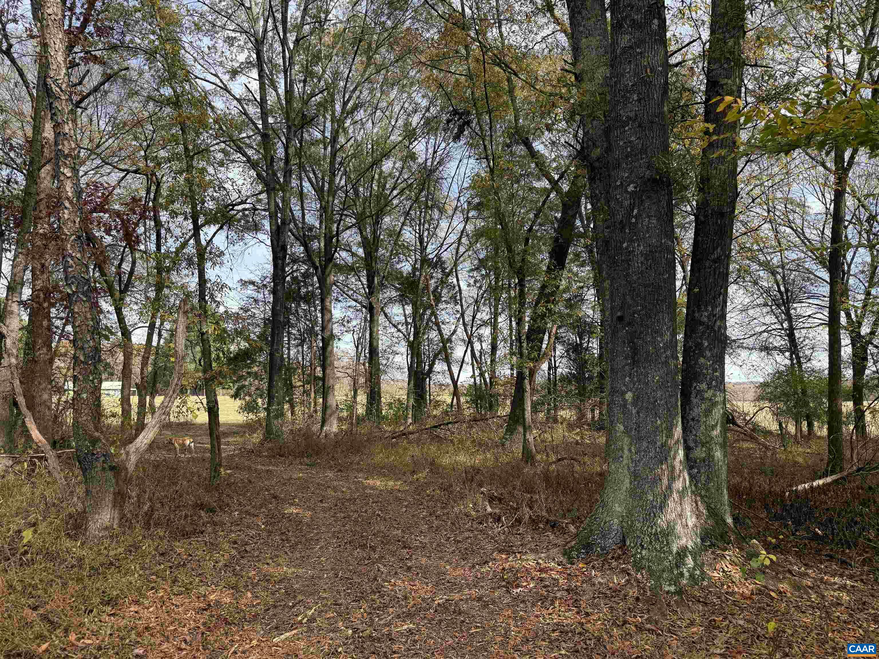 0 BRIDGEPORT RD, ARVONIA, Virginia 23004, ,Land,0 BRIDGEPORT RD,676804 MLS # 676804