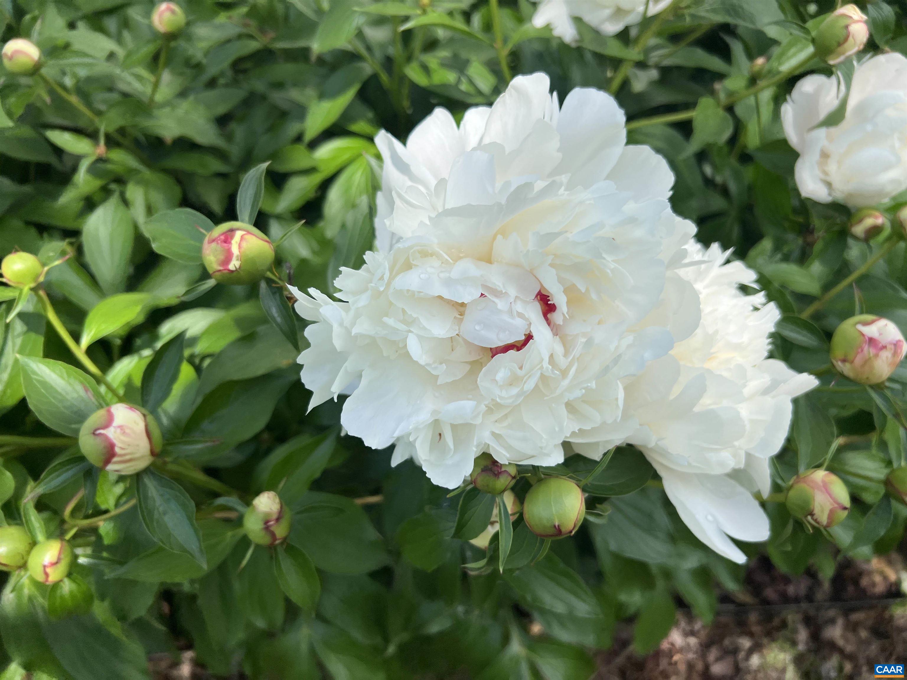 7230 PLANK RD, AFTON, Virginia 22940, 5 Bedrooms Bedrooms, ,3 BathroomsBathrooms,Residential,Asgardd Farm,7230 PLANK RD,676826 MLS # 676826