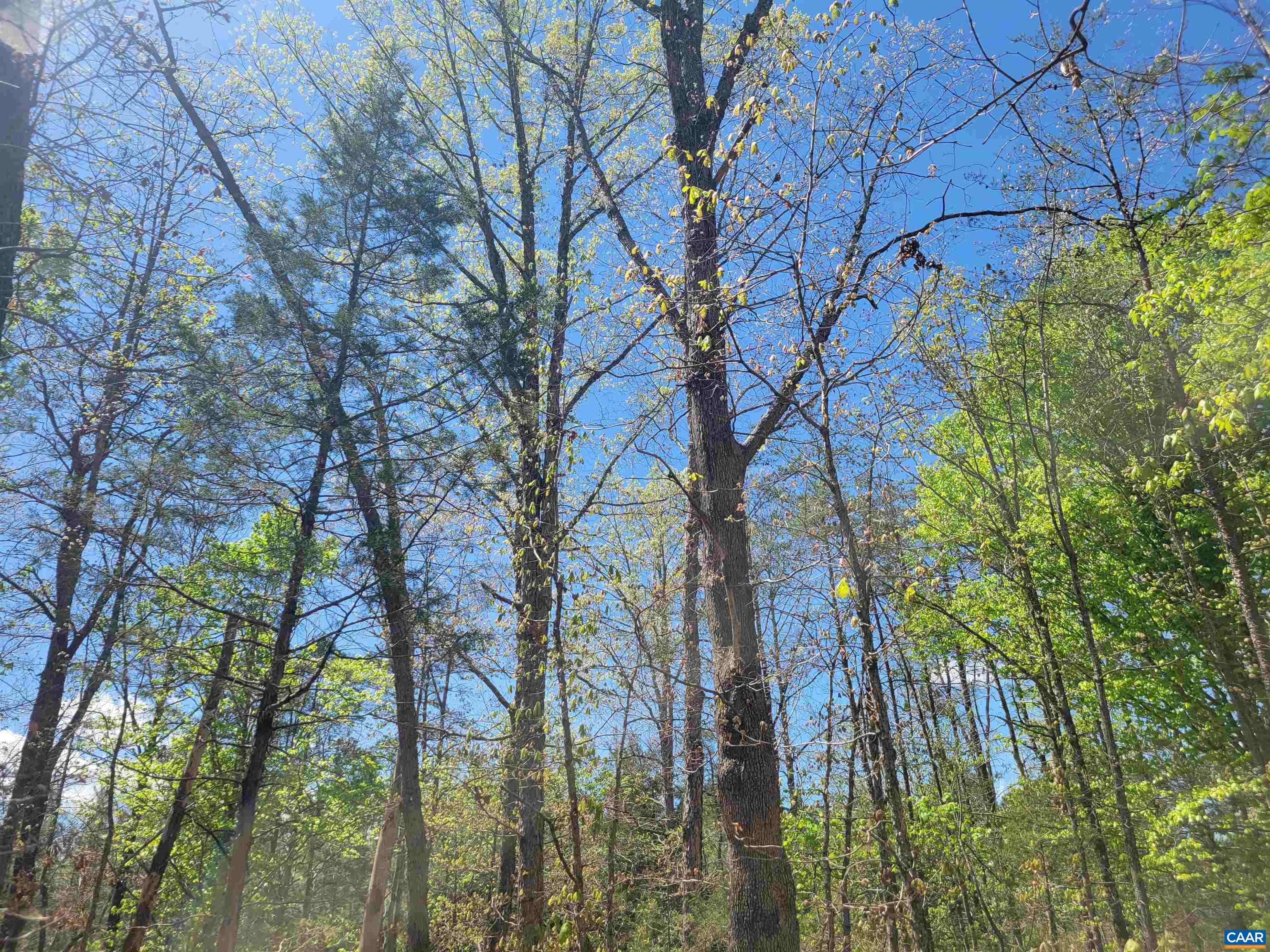 13.3 AC GLADE RD, SCHUYLER, Virginia 22969, ,Land,13.3 AC GLADE RD,676039 MLS # 676039