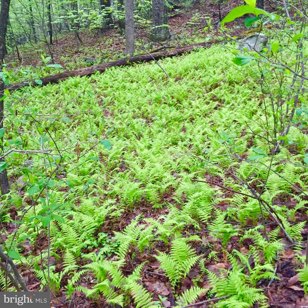 0 PADUA LANE, SPERRYVILLE, Virginia 22740, ,Land,0 PADUA LANE,VARP2002646 MLS # VARP2002646