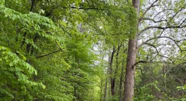 ORANGE RD., ARODA, Virginia 22709, ,Land,ORANGE RD.,VAMA2002766 MLS # VAMA2002766