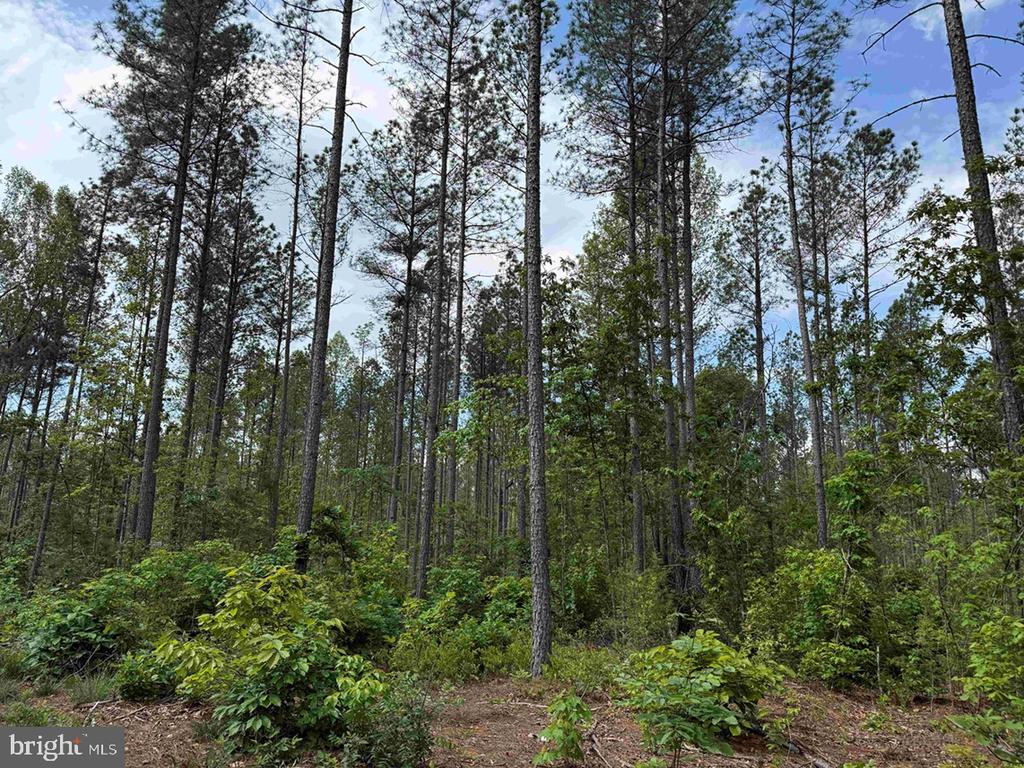 WEST RIVER ROAD (TRACT: JR SADIE FLANAGAN-1), FORK UNION, Virginia 23055, ,Farm,WEST RIVER ROAD (TRACT: JR SADIE FLANAGAN-1),VAFN2000686 MLS # VAFN2000686 WEST RIVER ROAD (TRACT: JR SADIE FLANAGAN-1), FORK UNION, Virginia 23055, ,Farm,WEST RIVER ROAD (TRACT: JR SADIE FLANAGAN-1),VAFN2000686 MLS # VAFN2000686