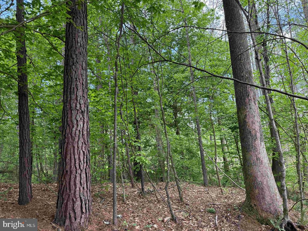WEST RIVER ROAD (TRACT: JR SADIE FLANAGAN-1), FORK UNION, Virginia 23055, ,Farm,WEST RIVER ROAD (TRACT: JR SADIE FLANAGAN-1),VAFN2000686 MLS # VAFN2000686 WEST RIVER ROAD (TRACT: JR SADIE FLANAGAN-1), FORK UNION, Virginia 23055, ,Farm,WEST RIVER ROAD (TRACT: JR SADIE FLANAGAN-1),VAFN2000686 MLS # VAFN2000686