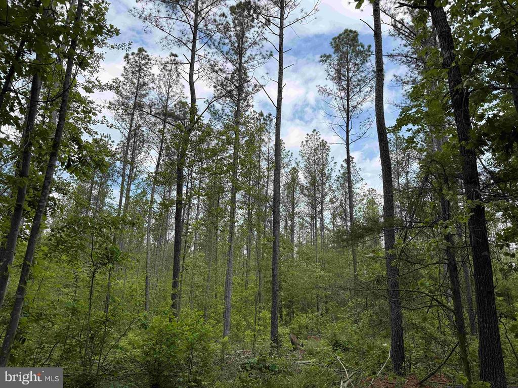 WEST RIVER ROAD (TRACT: JR SADIE FLANAGAN-1), FORK UNION, Virginia 23055, ,Farm,WEST RIVER ROAD (TRACT: JR SADIE FLANAGAN-1),VAFN2000686 MLS # VAFN2000686 WEST RIVER ROAD (TRACT: JR SADIE FLANAGAN-1), FORK UNION, Virginia 23055, ,Farm,WEST RIVER ROAD (TRACT: JR SADIE FLANAGAN-1),VAFN2000686 MLS # VAFN2000686