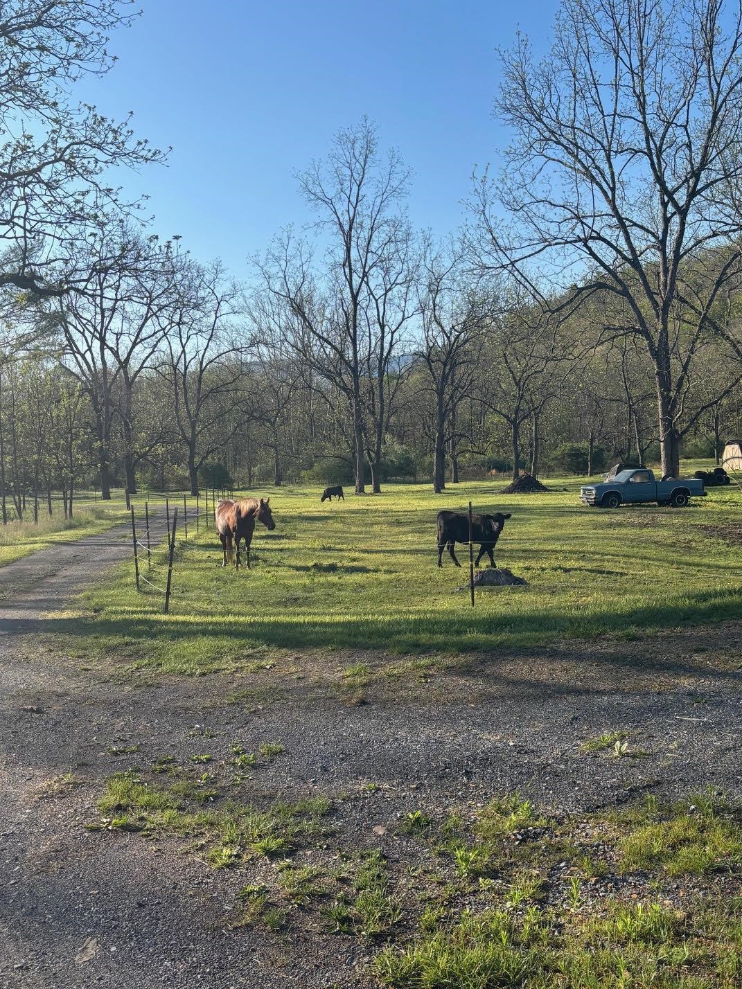 292 HODGES DRAFT LN, WEST AUGUSTA, Virginia 24485, ,Land,292 HODGES DRAFT LN,677195 MLS # 677195