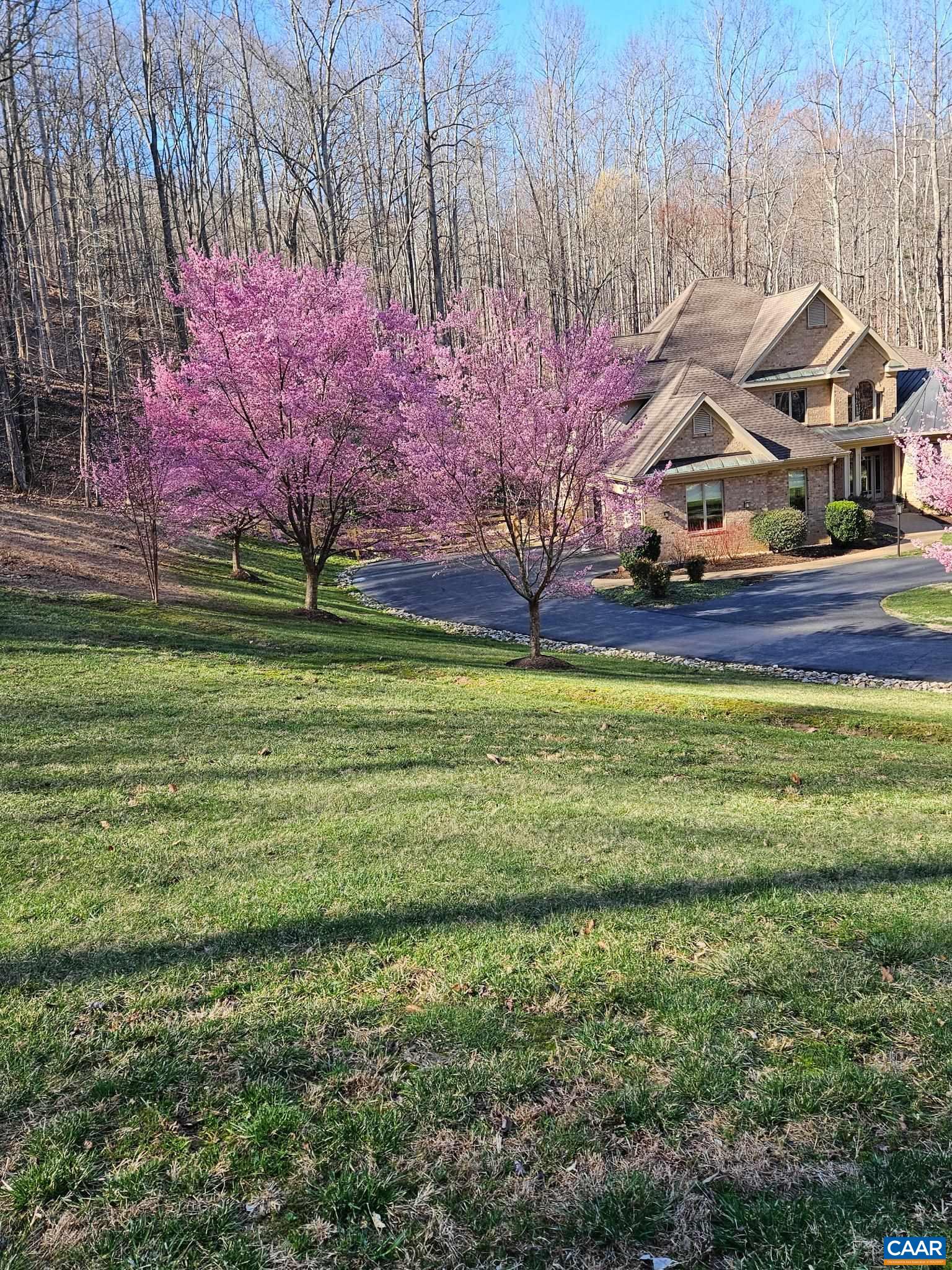 Spring time redbud! Spring time redbud!