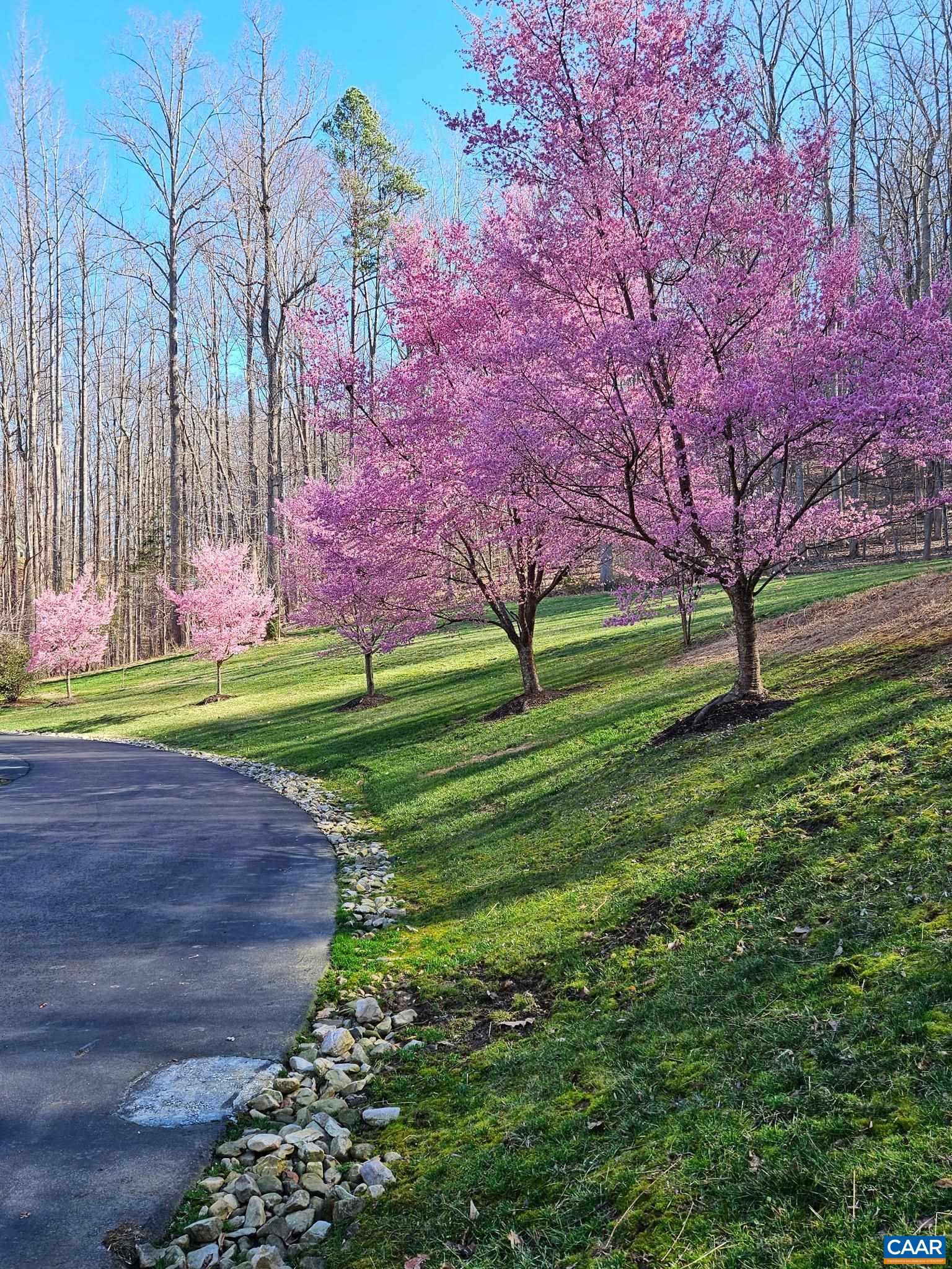 Spring time redbud along the driveway. Spring time redbud along the driveway.