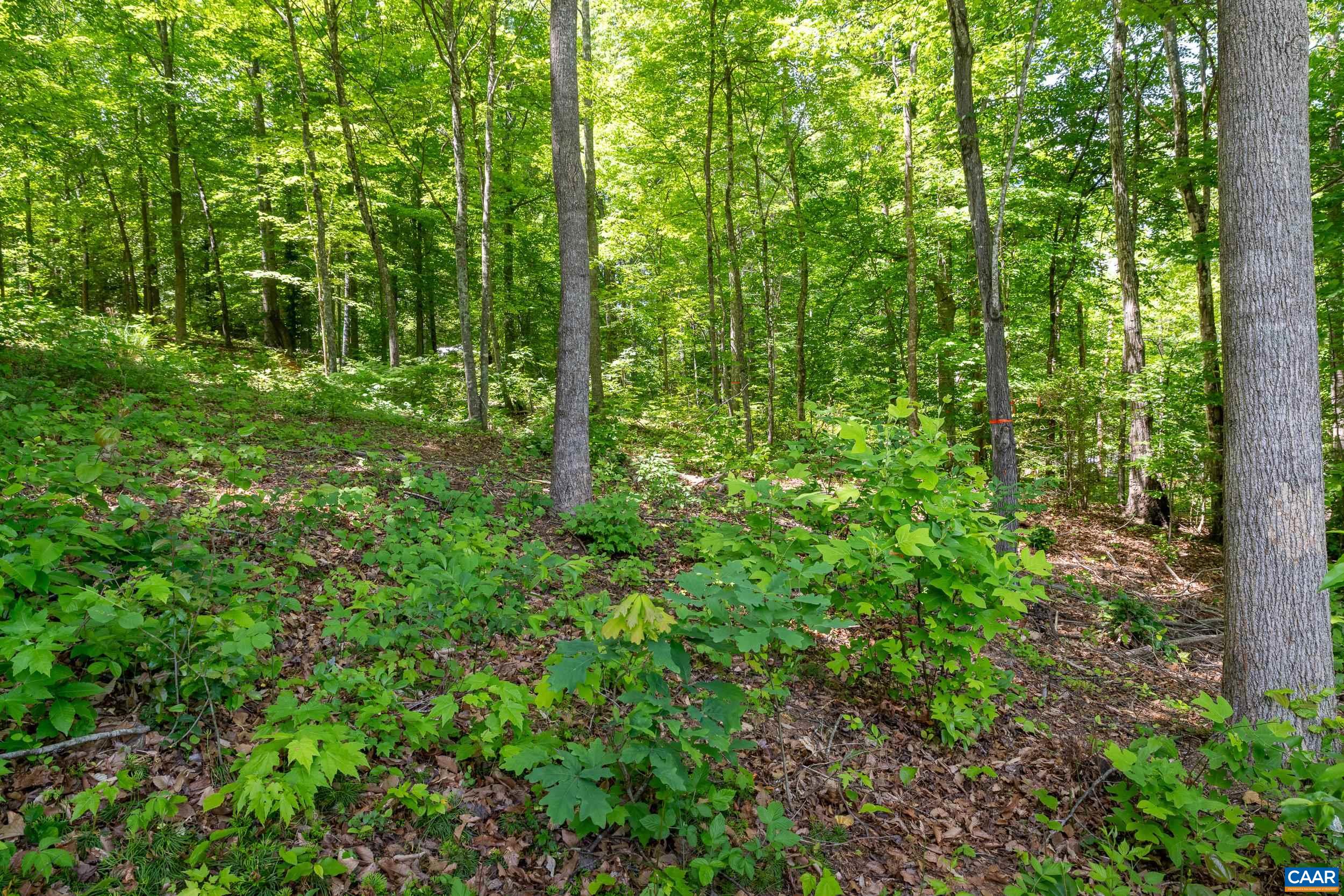 255 CEDAR GLEN CLOSE, NELLYSFORD, Virginia 22958, ,Land,255 CEDAR GLEN CLOSE,677338 MLS # 677338 255 CEDAR GLEN CLOSE, NELLYSFORD, Virginia 22958, ,Land,255 CEDAR GLEN CLOSE,677338 MLS # 677338