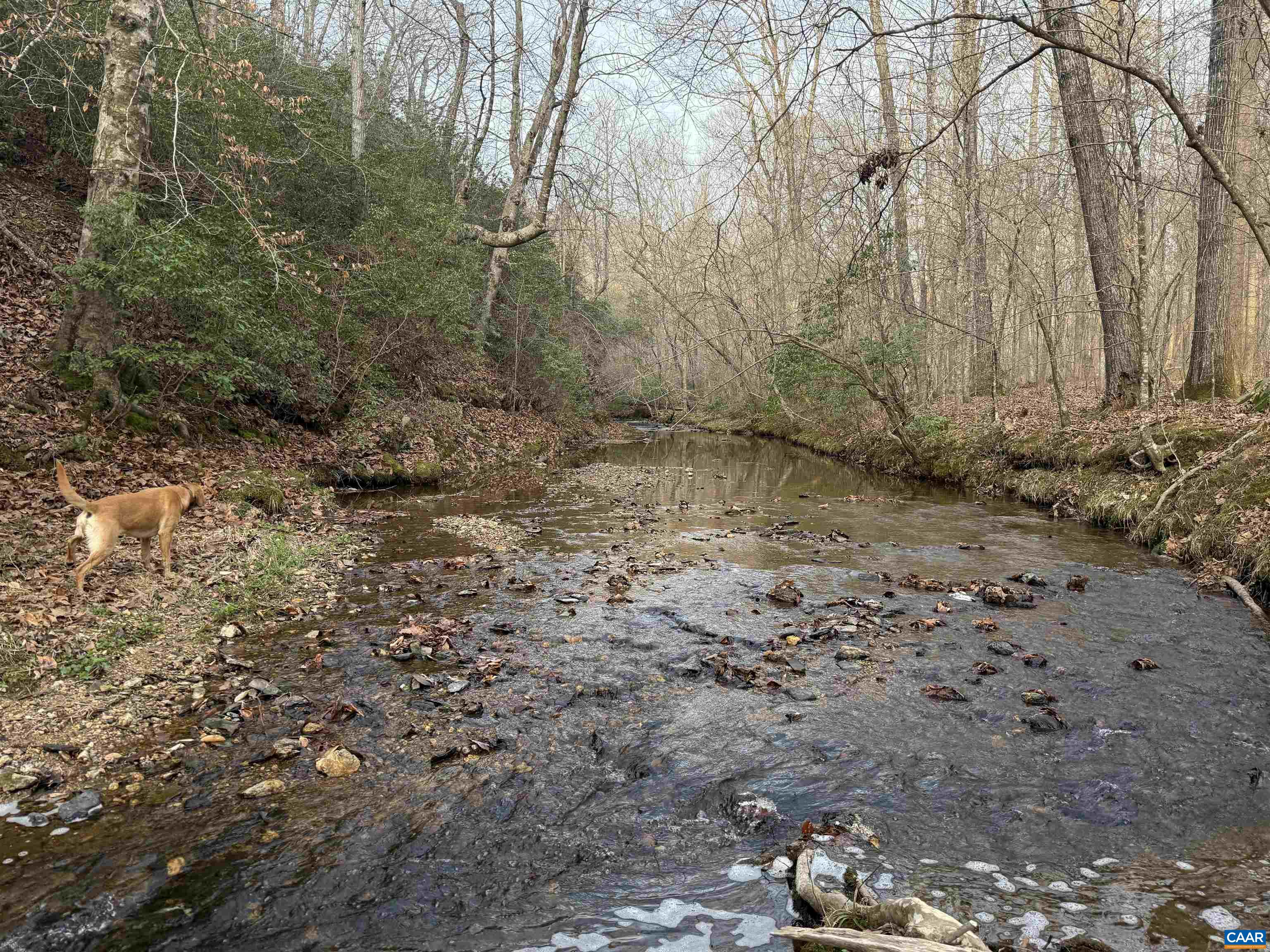 0 PAYNES POND RD, SCOTTSVILLE, Virginia 24590, ,Farm,0 PAYNES POND RD,677374 MLS # 677374