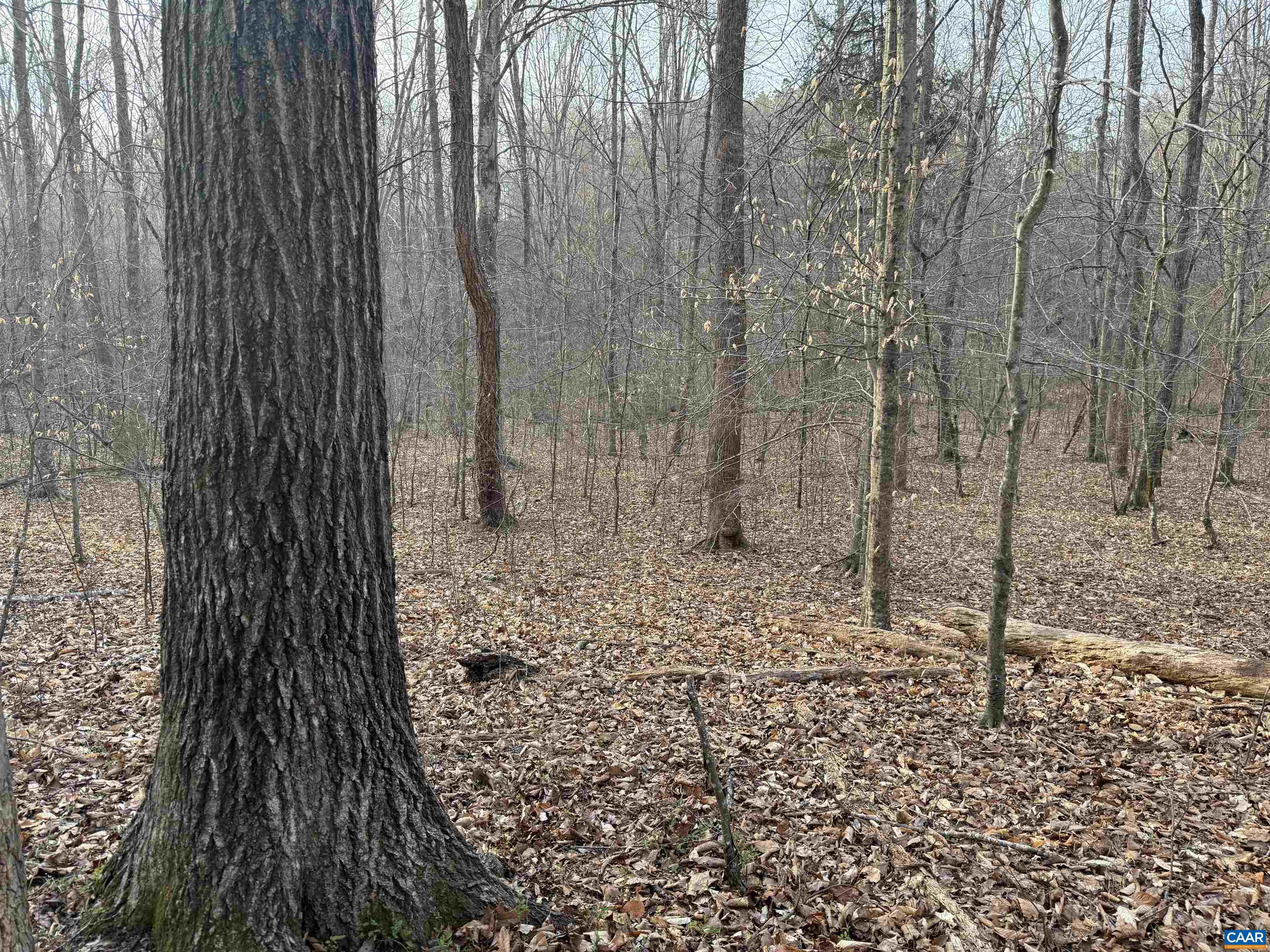 0 PAYNES POND RD, SCOTTSVILLE, Virginia 24590, ,Farm,0 PAYNES POND RD,677374 MLS # 677374