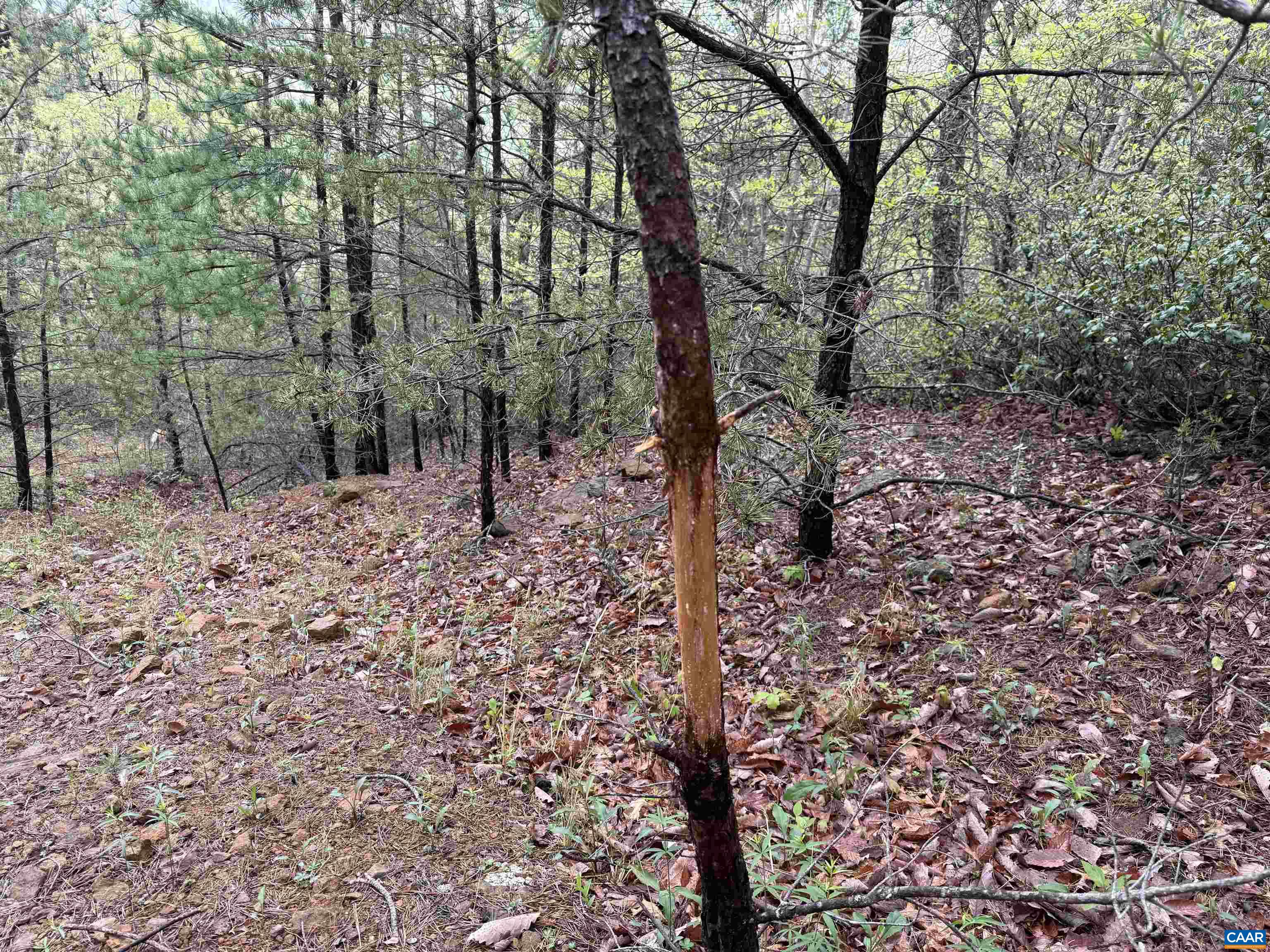 0 BLACK ROCK LN, INDEPENDENCE, Virginia 24348, ,Farm,0 BLACK ROCK LN,677377 MLS # 677377 0 BLACK ROCK LN, INDEPENDENCE, Virginia 24348, ,Farm,0 BLACK ROCK LN,677377 MLS # 677377