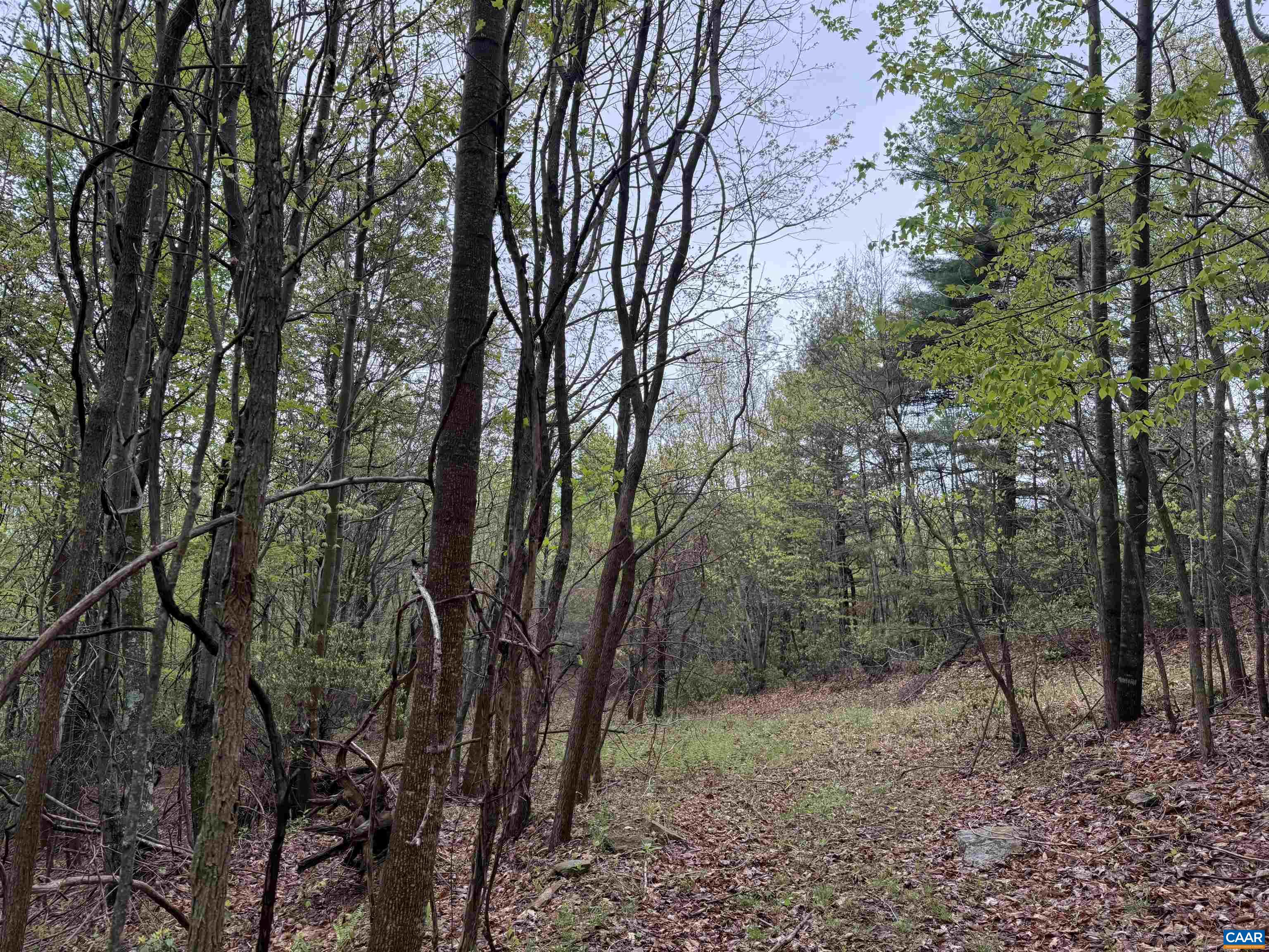 0 BLACK ROCK LN, INDEPENDENCE, Virginia 24348, ,Farm,0 BLACK ROCK LN,677377 MLS # 677377 0 BLACK ROCK LN, INDEPENDENCE, Virginia 24348, ,Farm,0 BLACK ROCK LN,677377 MLS # 677377