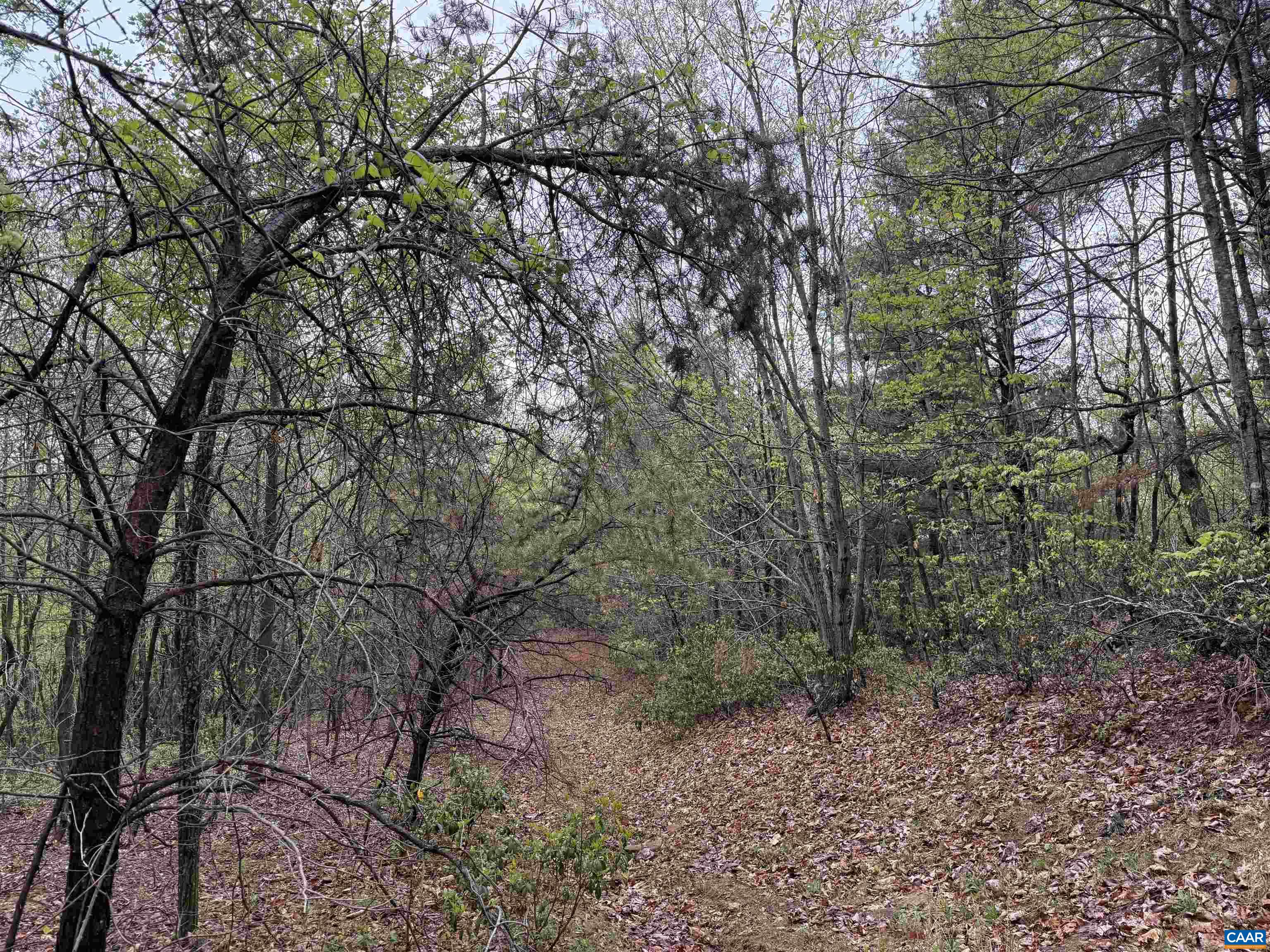 0 BLACK ROCK LN, INDEPENDENCE, Virginia 24348, ,Farm,0 BLACK ROCK LN,677377 MLS # 677377 0 BLACK ROCK LN, INDEPENDENCE, Virginia 24348, ,Farm,0 BLACK ROCK LN,677377 MLS # 677377