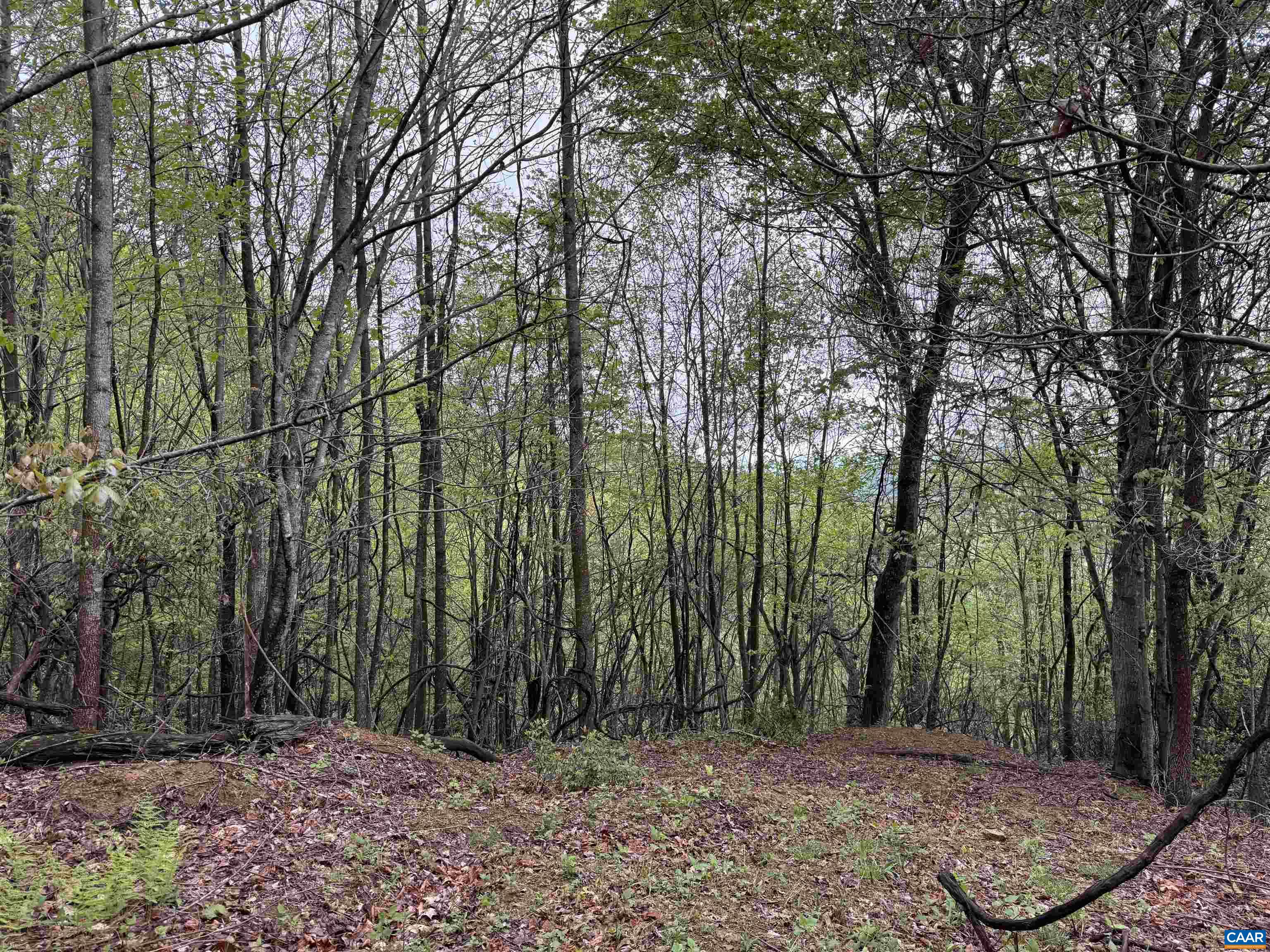 0 BLACK ROCK LN, INDEPENDENCE, Virginia 24348, ,Farm,0 BLACK ROCK LN,677377 MLS # 677377 0 BLACK ROCK LN, INDEPENDENCE, Virginia 24348, ,Farm,0 BLACK ROCK LN,677377 MLS # 677377