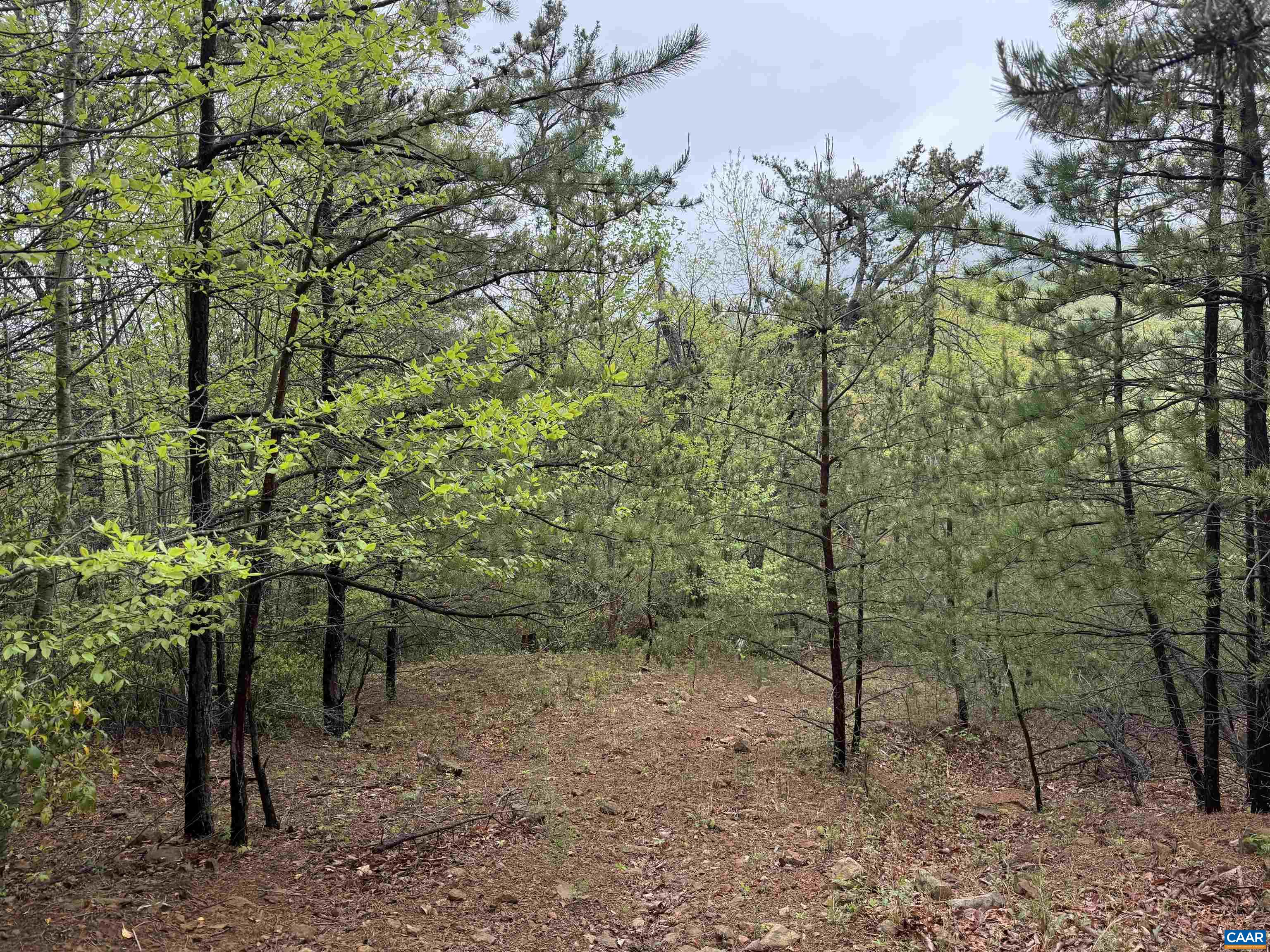 0 BLACK ROCK LN, INDEPENDENCE, Virginia 24348, ,Farm,0 BLACK ROCK LN,677377 MLS # 677377 0 BLACK ROCK LN, INDEPENDENCE, Virginia 24348, ,Farm,0 BLACK ROCK LN,677377 MLS # 677377