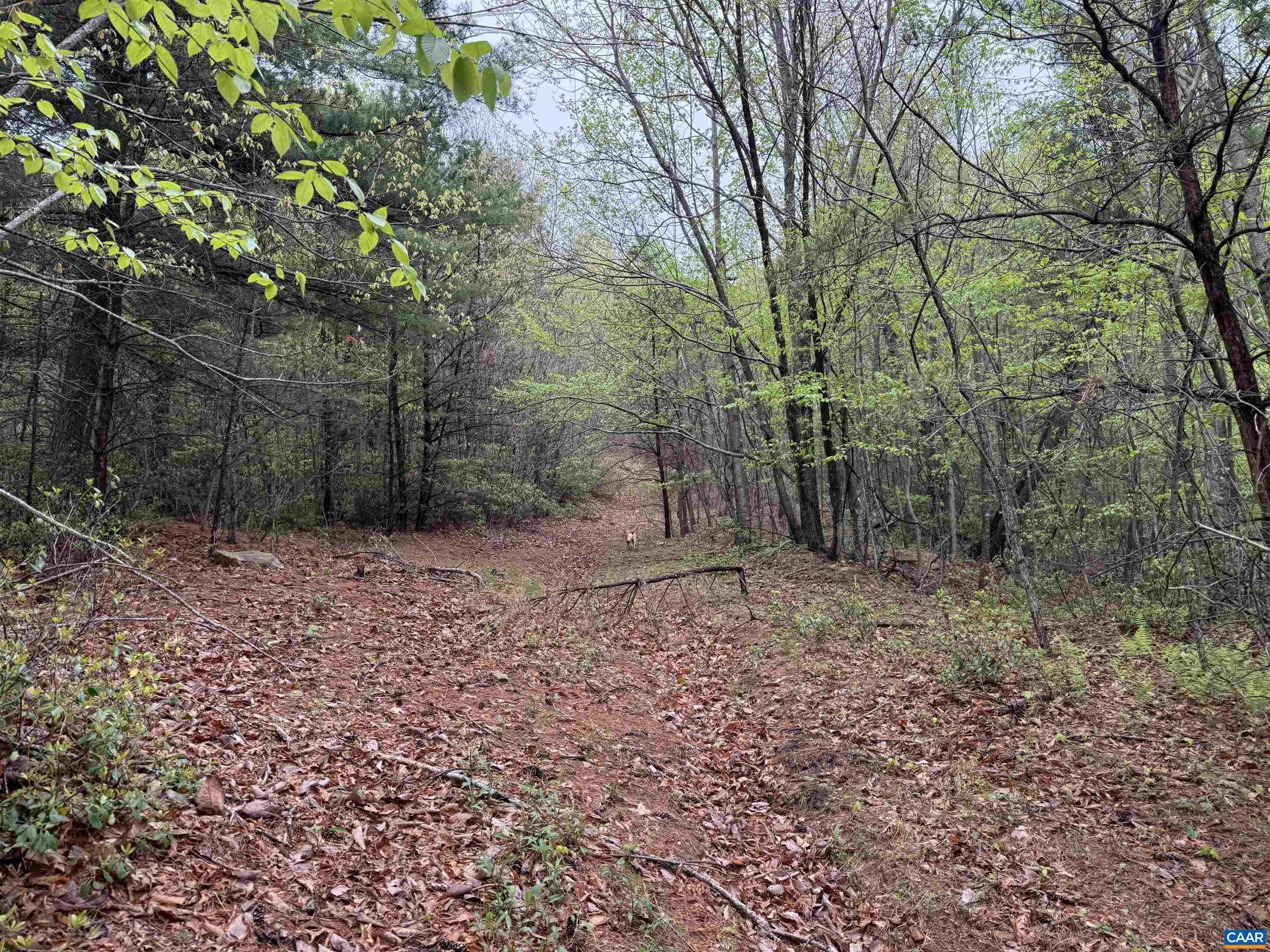 0 BLACK ROCK LN, INDEPENDENCE, Virginia 24348, ,Farm,0 BLACK ROCK LN,677377 MLS # 677377 0 BLACK ROCK LN, INDEPENDENCE, Virginia 24348, ,Farm,0 BLACK ROCK LN,677377 MLS # 677377