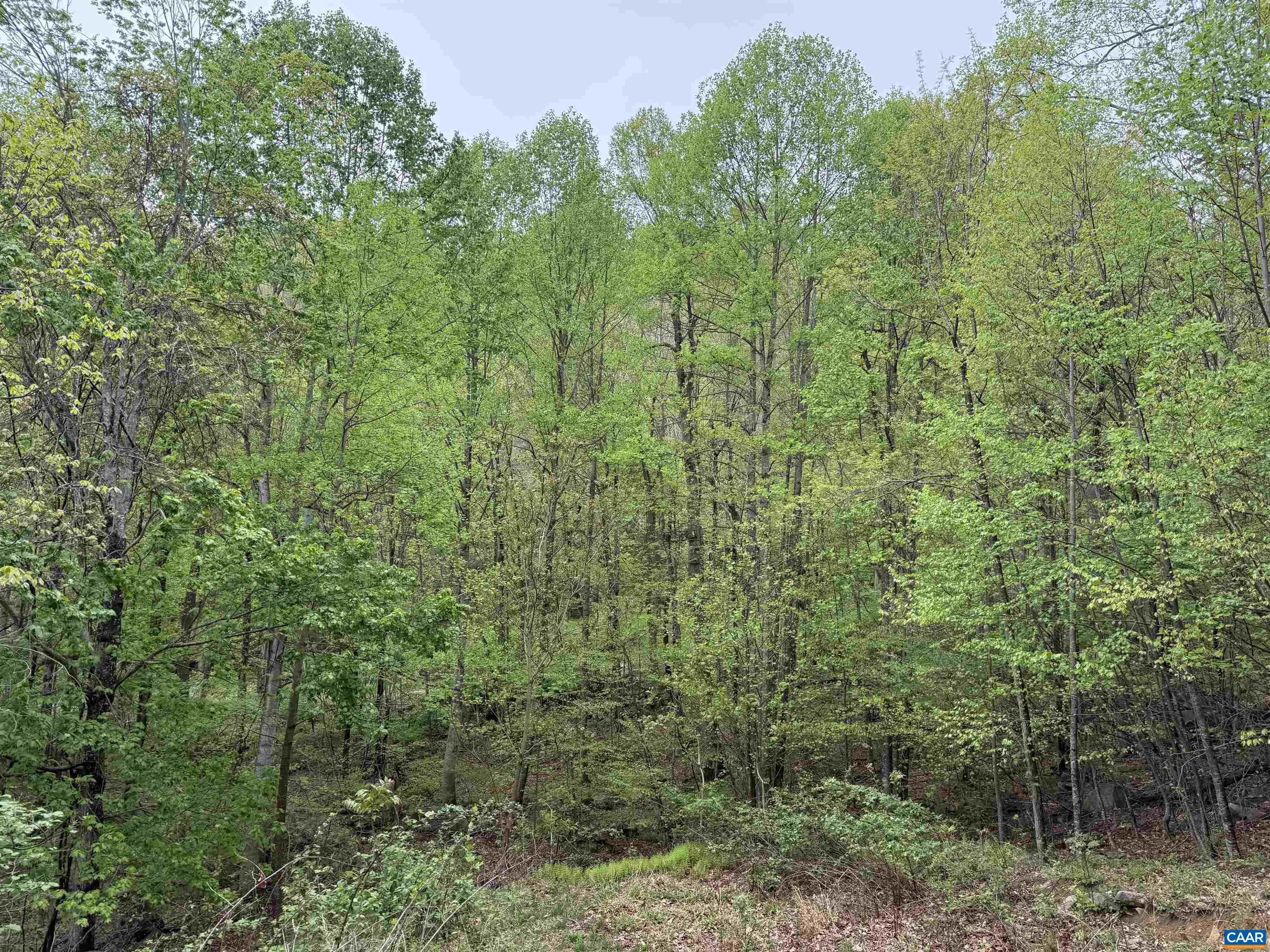 0 BLACK ROCK LN, INDEPENDENCE, Virginia 24348, ,Farm,0 BLACK ROCK LN,677377 MLS # 677377 0 BLACK ROCK LN, INDEPENDENCE, Virginia 24348, ,Farm,0 BLACK ROCK LN,677377 MLS # 677377