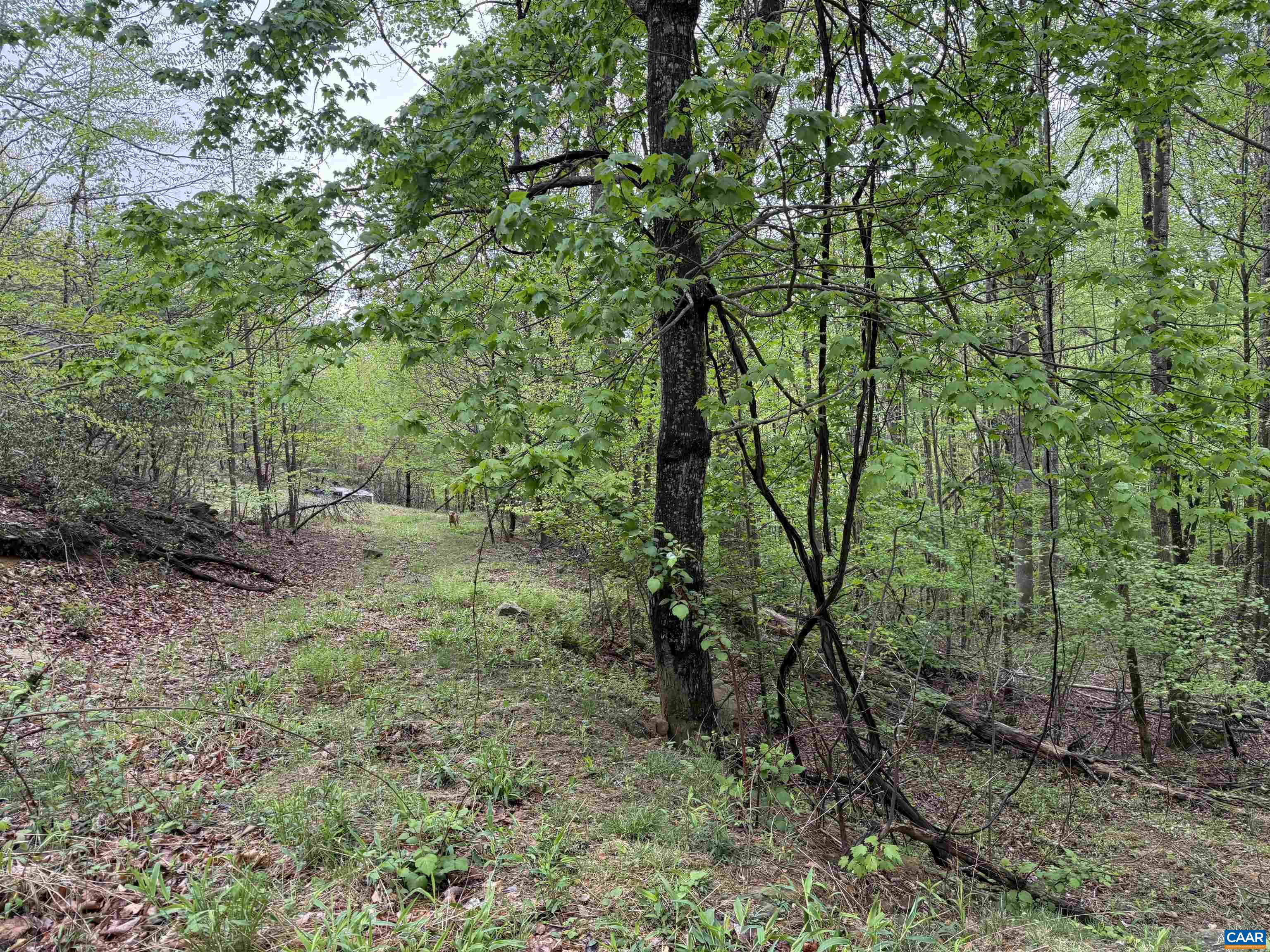 0 BLACK ROCK LN, INDEPENDENCE, Virginia 24348, ,Farm,0 BLACK ROCK LN,677377 MLS # 677377 0 BLACK ROCK LN, INDEPENDENCE, Virginia 24348, ,Farm,0 BLACK ROCK LN,677377 MLS # 677377