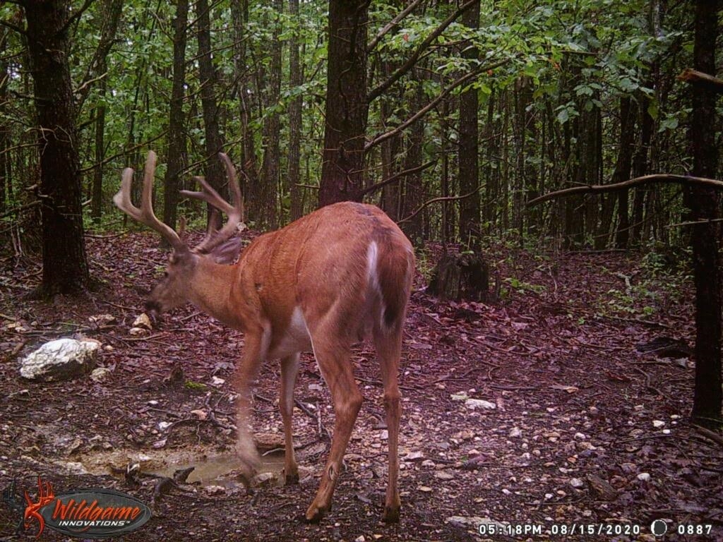 ROCKY BRANCH RD, LURAY, Virginia 22835, ,Farm,ROCKY BRANCH RD,669297 MLS # 669297