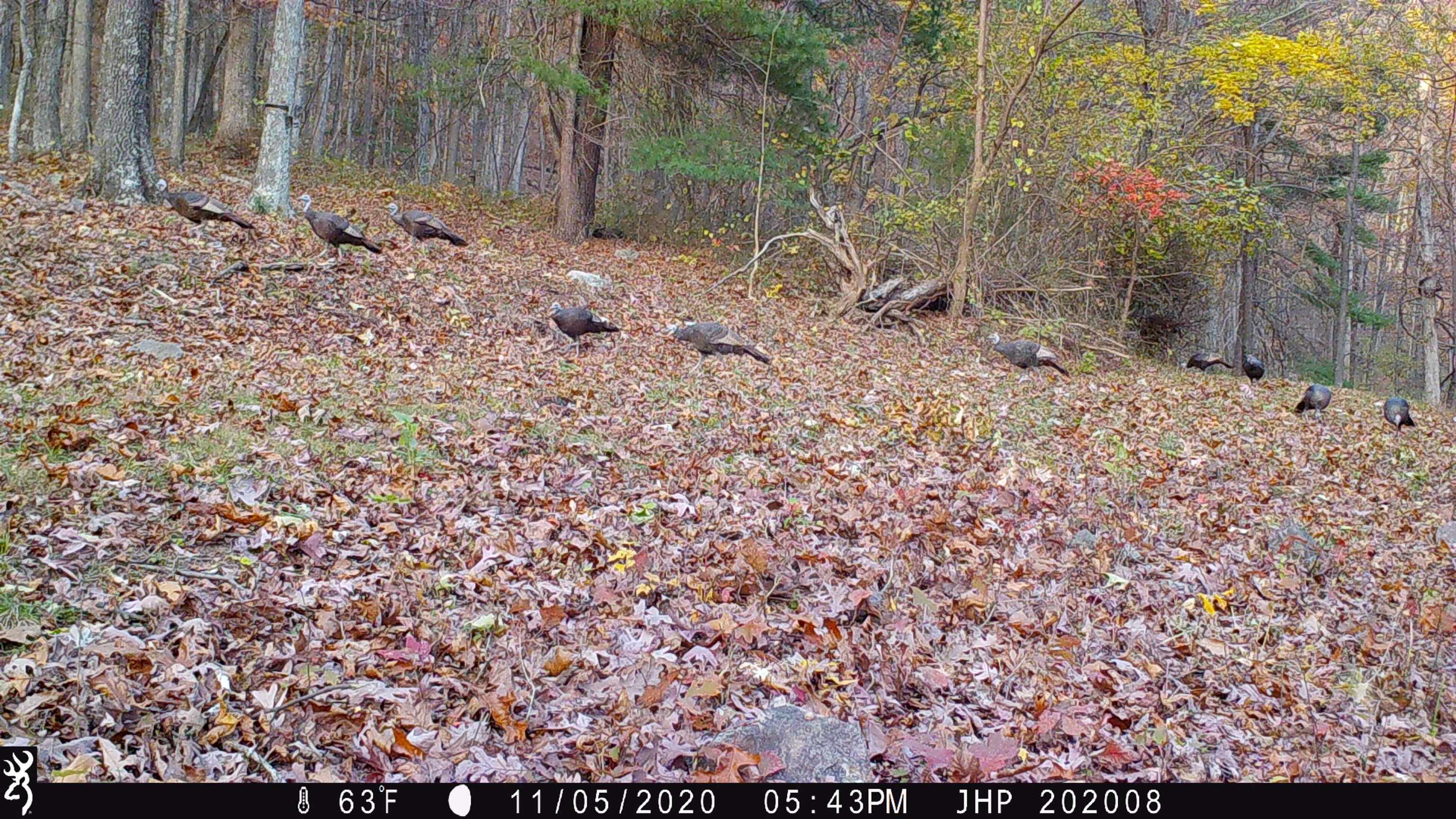 ROCKY BRANCH RD, LURAY, Virginia 22835, ,Farm,ROCKY BRANCH RD,669297 MLS # 669297