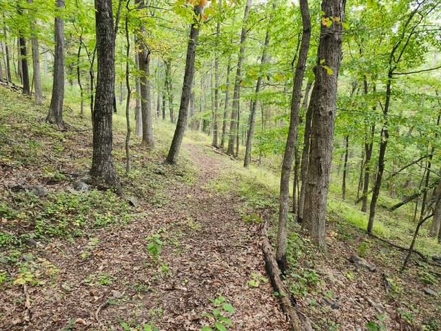 ROCKY BRANCH RD, LURAY, Virginia 22835, ,Farm,ROCKY BRANCH RD,669297 MLS # 669297