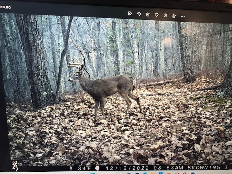 ROCKY BRANCH RD, LURAY, Virginia 22835, ,Farm,ROCKY BRANCH RD,669297 MLS # 669297