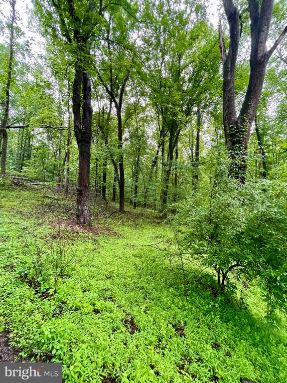 CARSONS WAY, AMISSVILLE, Virginia 20106, ,Land,CARSONS WAY,VACU2013764 MLS # VACU2013764 CARSONS WAY, AMISSVILLE, Virginia 20106, ,Land,CARSONS WAY,VACU2013764 MLS # VACU2013764