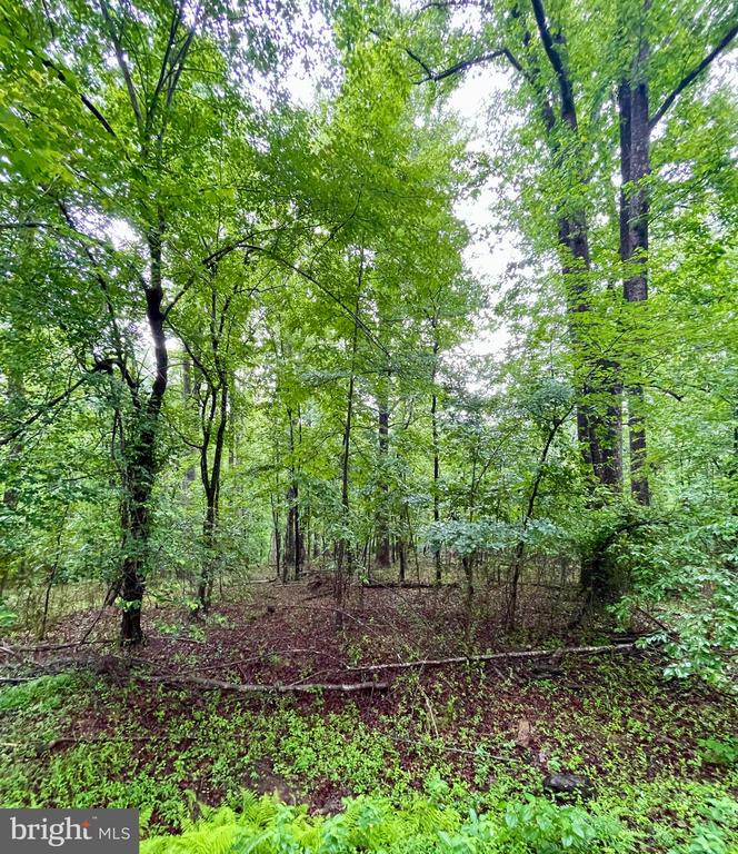 CARSONS WAY, AMISSVILLE, Virginia 20106, ,Land,CARSONS WAY,VACU2013764 MLS # VACU2013764 CARSONS WAY, AMISSVILLE, Virginia 20106, ,Land,CARSONS WAY,VACU2013764 MLS # VACU2013764