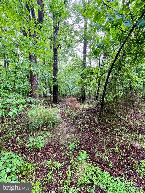 CARSONS WAY, AMISSVILLE, Virginia 20106, ,Land,CARSONS WAY,VACU2013764 MLS # VACU2013764 CARSONS WAY, AMISSVILLE, Virginia 20106, ,Land,CARSONS WAY,VACU2013764 MLS # VACU2013764