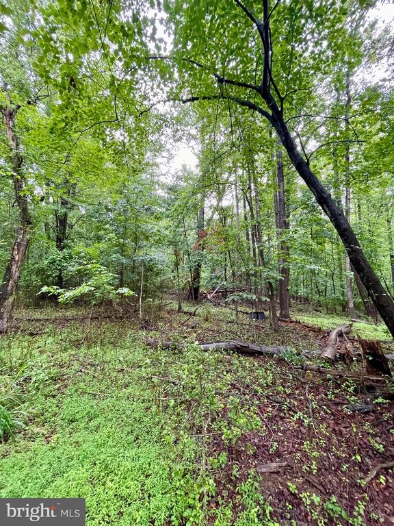 CARSONS WAY, AMISSVILLE, Virginia 20106, ,Land,CARSONS WAY,VACU2013764 MLS # VACU2013764 CARSONS WAY, AMISSVILLE, Virginia 20106, ,Land,CARSONS WAY,VACU2013764 MLS # VACU2013764