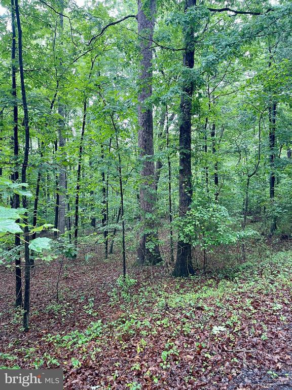 CARSONS WAY, AMISSVILLE, Virginia 20106, ,Land,CARSONS WAY,VACU2013764 MLS # VACU2013764 CARSONS WAY, AMISSVILLE, Virginia 20106, ,Land,CARSONS WAY,VACU2013764 MLS # VACU2013764