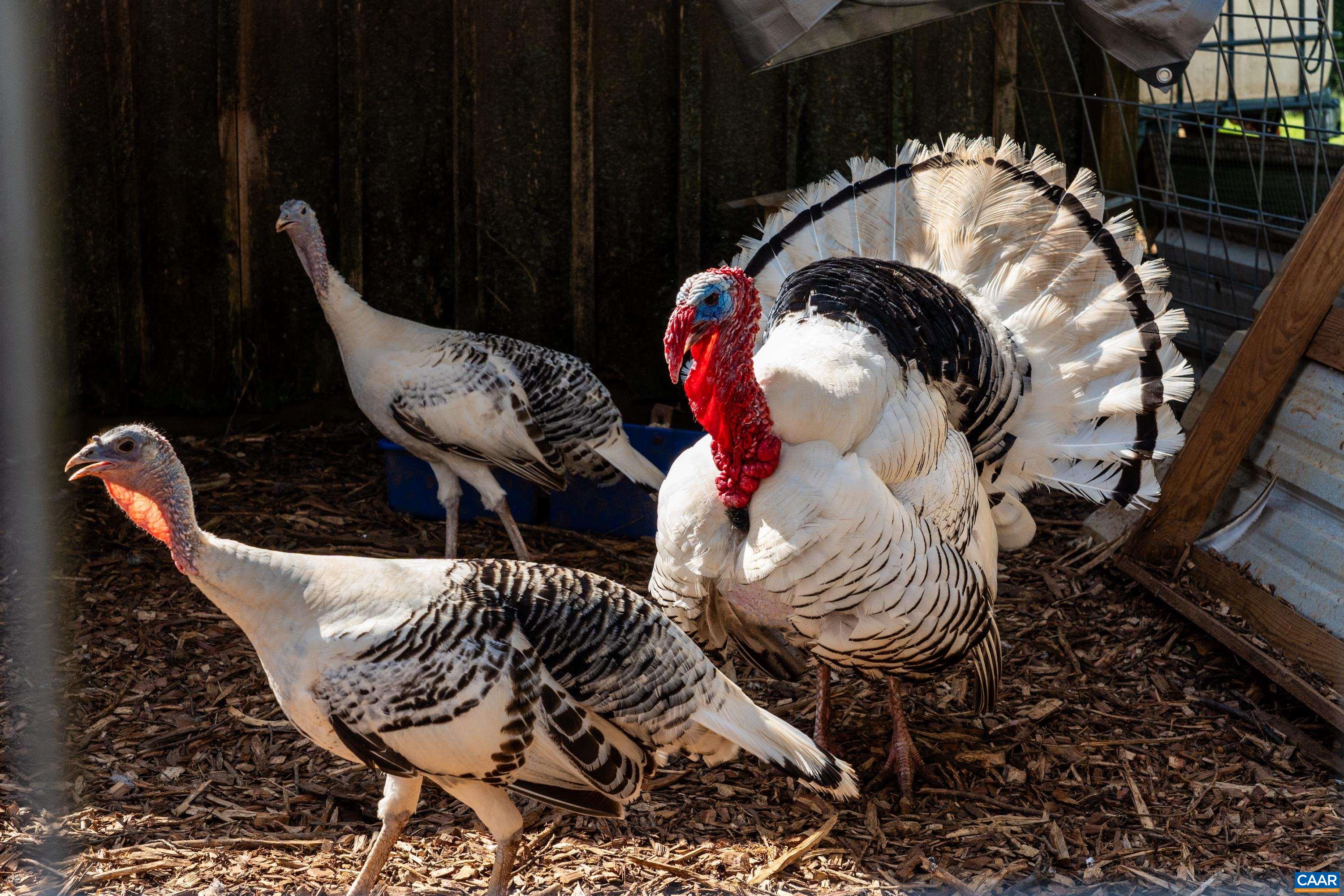 Turkey and ducks on the property, reflecting the established homestead lifestyle. Turkey and ducks on the property, reflecting the established homestead lifestyle.