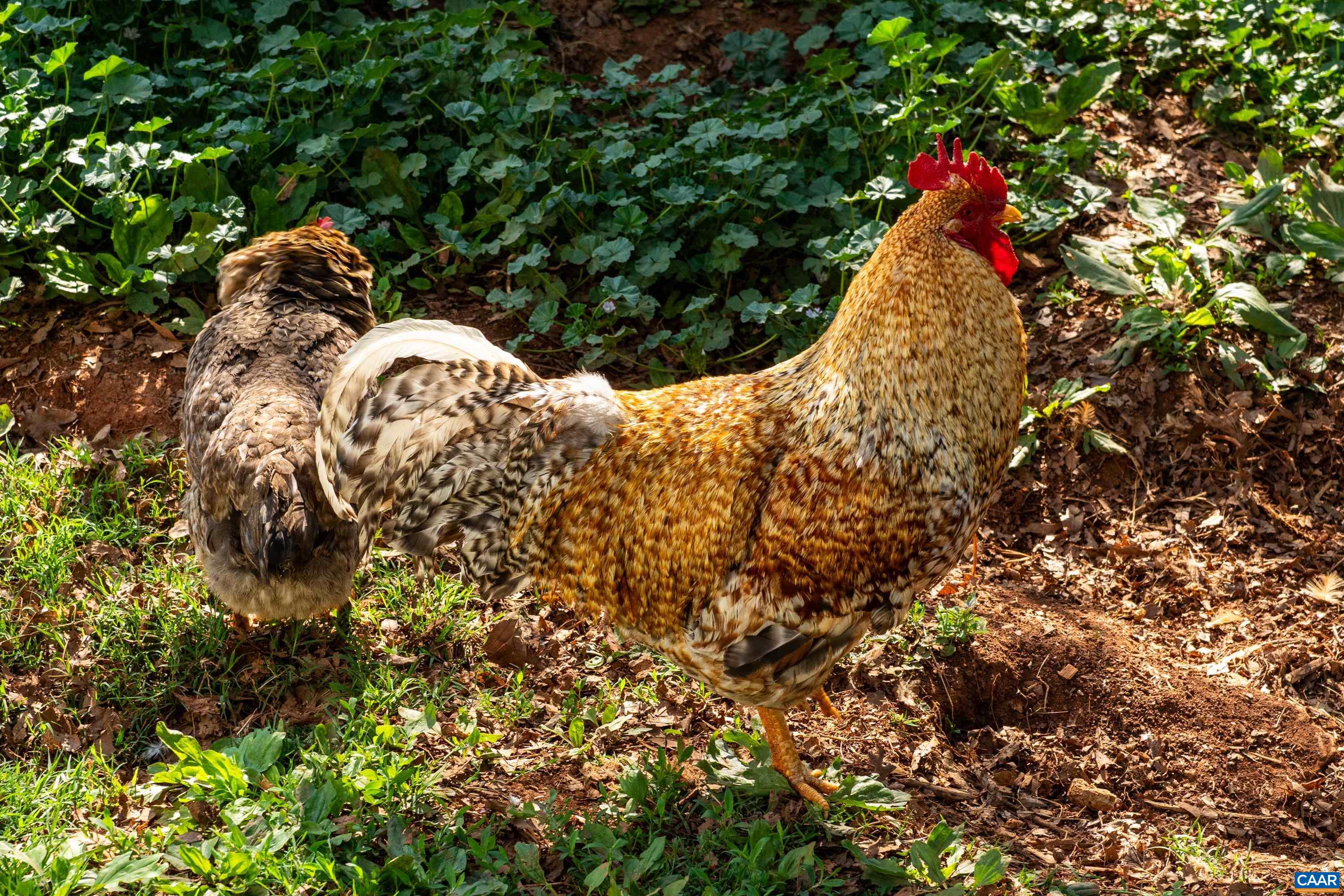 Chickens foraging near mature plantings, showcasing the property’s animal-friendly infrastructure. Chickens foraging near mature plantings, showcasing the property’s animal-friendly infrastructure.