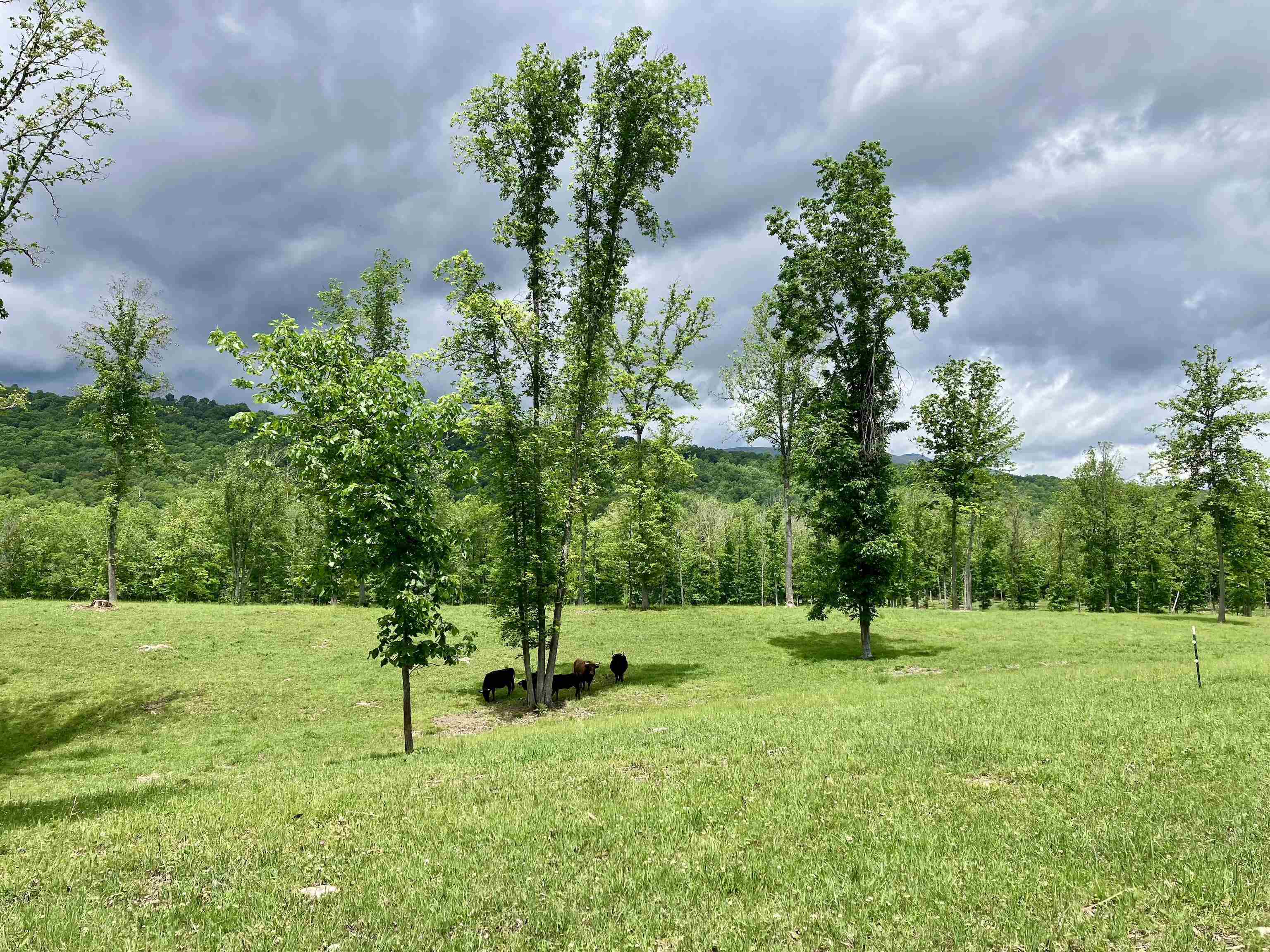 594 ESTALINE VALLEY RD, CRAIGSVILLE, Virginia 24430, 3 Bedrooms Bedrooms, ,2 BathroomsBathrooms,Residential,594 ESTALINE VALLEY RD,677707 MLS # 677707 594 ESTALINE VALLEY RD, CRAIGSVILLE, Virginia 24430, 3 Bedrooms Bedrooms, ,2 BathroomsBathrooms,Residential,594 ESTALINE VALLEY RD,677707 MLS # 677707